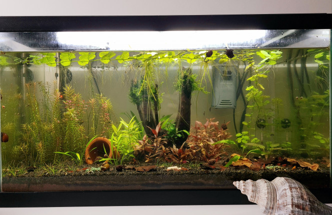 Aqua 58L Photo après le petit entretien des plantes et le réaménagement de quelques une.