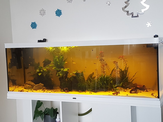 River Song News sur le 365L : tout va bien. 

Les alevins corys de noël ont maintenant 2 mois. Ils sont bien portants et s'amusent dans tous les sens.

L'albinos est un paleatus. Le paleatus normal est un paleatus a voile long. Ils ont des reflets magnifiques... j'essaierai de les prendre en photo.

Un petit Adolfoi a rejoins les Aeneus et Venezuelanus (les 2 paleatus partirons bientôt dans un aquarium avec des paleatus :)). Ce petit Adolfoi était tout seul, sous traitement au bactopur au milieu d'un banc de néon a moitié mort... il y avait des cadavres partout... il était tout pâle... 

J'ai discuté avec le vendeur et il me l'a confié pour que je le sauve. Il a passé du temps dans une glacière avec un filtre cyclé et de l'eau du 365L puis il a rejoins les corys pour que l'effet de groupe l'aide à se rétablir. Il va très bien maintenant. :)