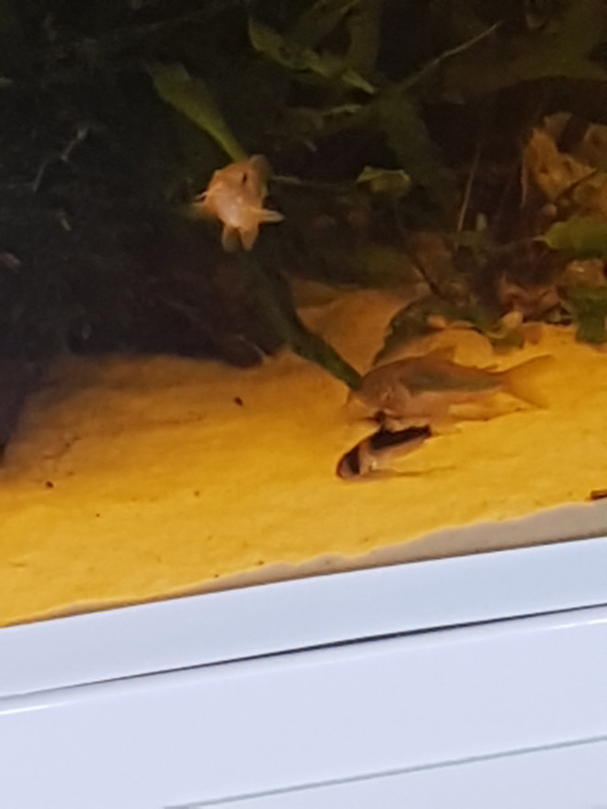 River Song News sur le 365L : tout va bien. 

Les alevins corys de noël ont maintenant 2 mois. Ils sont bien portants et s'amusent dans tous les sens.

L'albinos est un paleatus. Le paleatus normal est un paleatus a voile long. Ils ont des reflets magnifiques... j'essaierai de les prendre en photo.

Un petit Adolfoi a rejoins les Aeneus et Venezuelanus (les 2 paleatus partirons bientôt dans un aquarium avec des paleatus :)). Ce petit Adolfoi était tout seul, sous traitement au bactopur au milieu d'un banc de néon a moitié mort... il y avait des cadavres partout... il était tout pâle... 

J'ai discuté avec le vendeur et il me l'a confié pour que je le sauve. Il a passé du temps dans une glacière avec un filtre cyclé et de l'eau du 365L puis il a rejoins les corys pour que l'effet de groupe l'aide à se rétablir. Il va très bien maintenant. :)