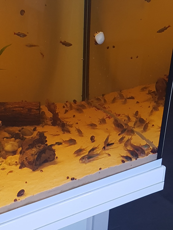 River Song News sur le 365L : tout va bien. 

Les alevins corys de noël ont maintenant 2 mois. Ils sont bien portants et s'amusent dans tous les sens.

L'albinos est un paleatus. Le paleatus normal est un paleatus a voile long. Ils ont des reflets magnifiques... j'essaierai de les prendre en photo.

Un petit Adolfoi a rejoins les Aeneus et Venezuelanus (les 2 paleatus partirons bientôt dans un aquarium avec des paleatus :)). Ce petit Adolfoi était tout seul, sous traitement au bactopur au milieu d'un banc de néon a moitié mort... il y avait des cadavres partout... il était tout pâle... 

J'ai discuté avec le vendeur et il me l'a confié pour que je le sauve. Il a passé du temps dans une glacière avec un filtre cyclé et de l'eau du 365L puis il a rejoins les corys pour que l'effet de groupe l'aide à se rétablir. Il va très bien maintenant. :)