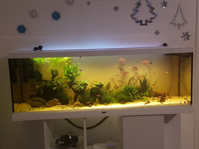 River Song News sur le 365L : tout va bien. 

Les alevins corys de noël ont maintenant 2 mois. Ils sont bien portants et s'amusent dans tous les sens.

L'albinos est un paleatus. Le paleatus normal est un paleatus a voile long. Ils ont des reflets magnifiques... j'essaierai de les prendre en photo.

Un petit Adolfoi a rejoins les Aeneus et Venezuelanus (les 2 paleatus partirons bientôt dans un aquarium avec des paleatus :)). Ce petit Adolfoi était tout seul, sous traitement au bactopur au milieu d'un banc de néon a moitié mort... il y avait des cadavres partout... il était tout pâle... 

J'ai discuté avec le vendeur et il me l'a confié pour que je le sauve. Il a passé du temps dans une glacière avec un filtre cyclé et de l'eau du 365L puis il a rejoins les corys pour que l'effet de groupe l'aide à se rétablir. Il va très bien maintenant. :)