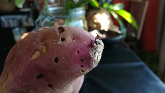 Germination d'une patate douce. Épisode 2 J + 6
Première pousse.
Il y a deux brésiliennes et deux américaines.
Ici, une brésilienne.
Les brésiliennes semblent plus rapides.
J'attends l'arrivée de ma rampe LED pour l'installer