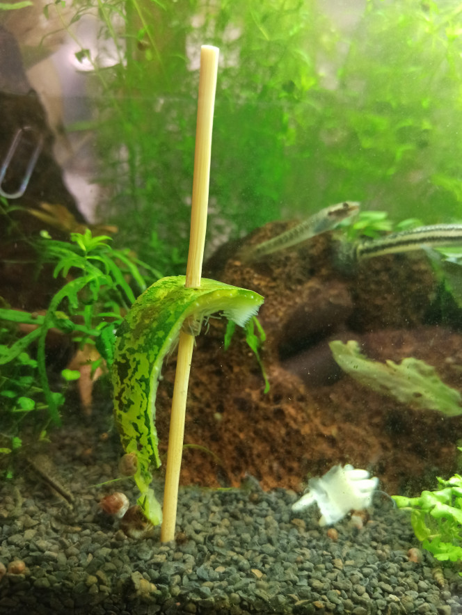 Au bonheur des otocinclus :-) Ce qui reste de la demi-rondelle de courgettes après le passage des otocinclus et de M. et Mme Stiphodon ?. Je crois que je viens de découvrir leur légume préféré...
