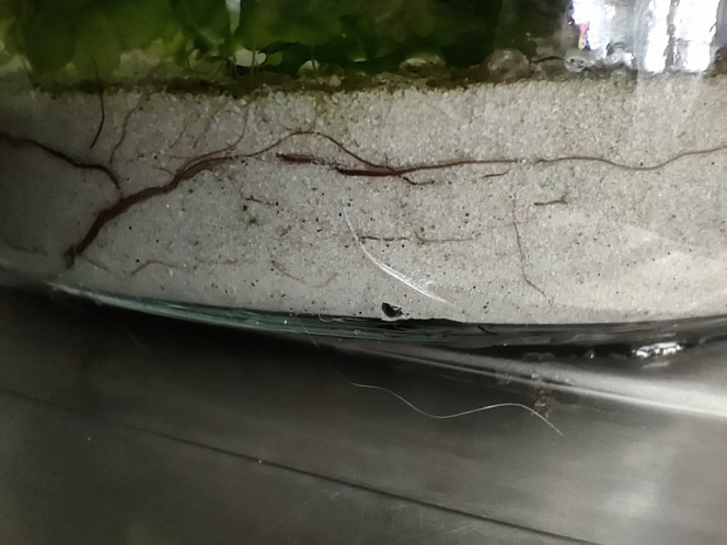 Photographie du post de MarleneMLX 