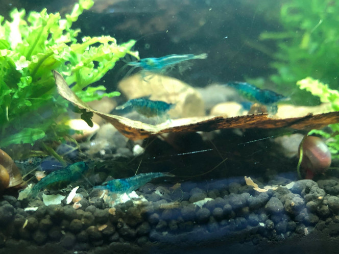  Néocaridina Blue Rili