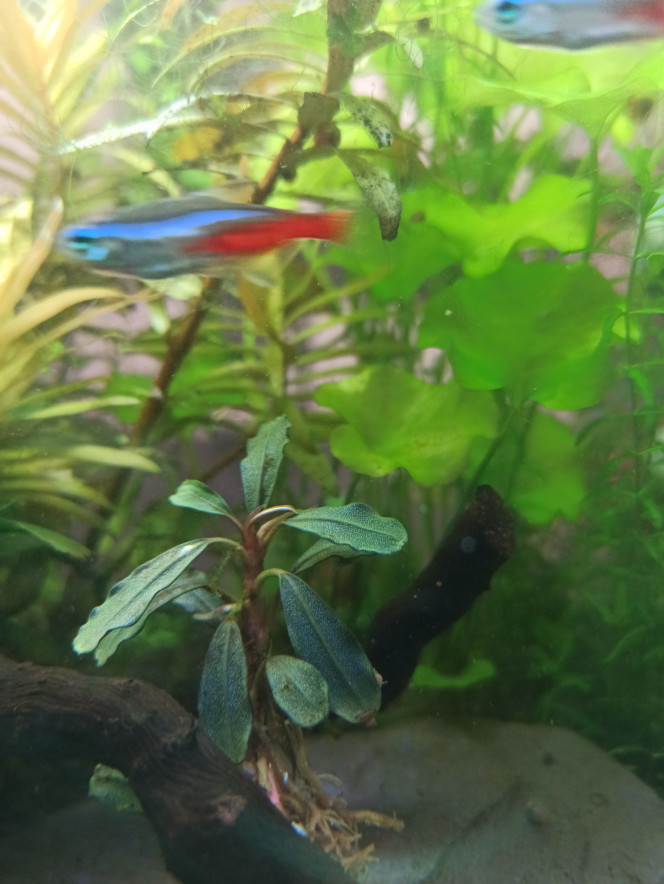 Buce Bucephalandra sp. brownie phantom et sp. Dark Achilles ?
Espérons qu'elles vont se plaire là.
