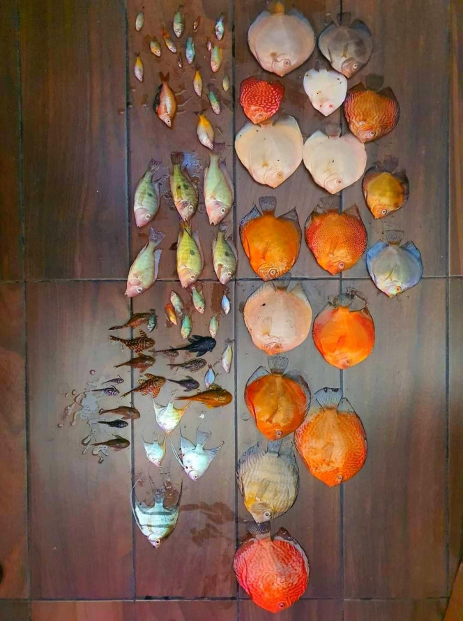 Photographie du post de NakMuay 