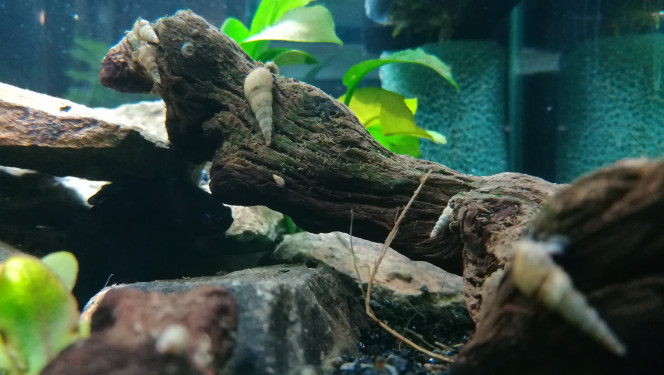 Ménage, ménage... Plus loin que la nuit et le jour Il semble que les mélanoides trouve que mon brossage du morceau de bois hier n'était pas suffisant.
Les mini vermicelles, sont-ce leurs crottes ?