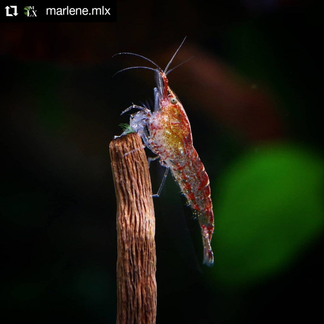Photographie du post de MarleneMLX 
