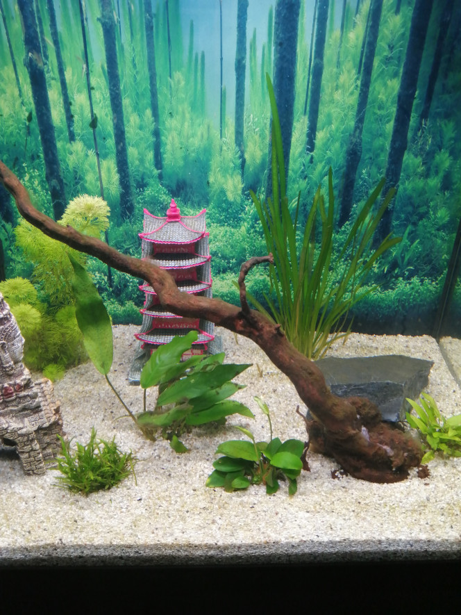 Photographie du post de Fish59 