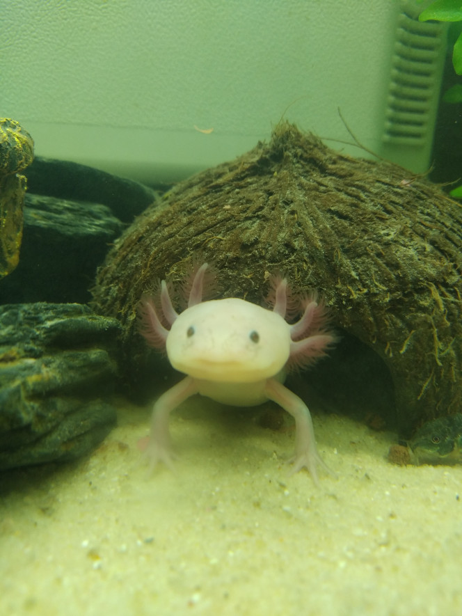 Galaxy Femelle axolotl