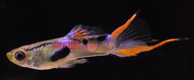Guppy endler épée basse 