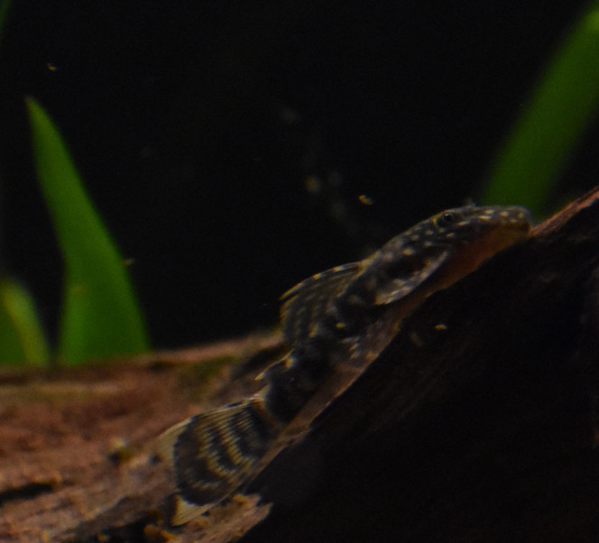 Ancistrus temminckii 