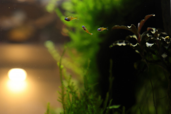 Photographie du post de hydrocotyle 