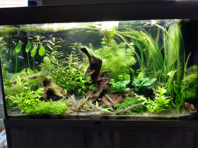 Aquarium de salon : on fête les 2 mois Voici des nouvelles de mon 1er aquarium (le 2ème est en cours...) qui se porte très bien, je commence a me débarrasser des algues et les poissons se sont bien acclimatés, bref tout va pour le mieux...