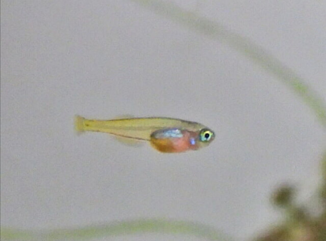Petit têtard devient un petit poisson 2 semaines depuis le début de la nage libre, il commence sa transition vers un vrai corps de poisson! Impressionnant de voir comme chaque jour il change!