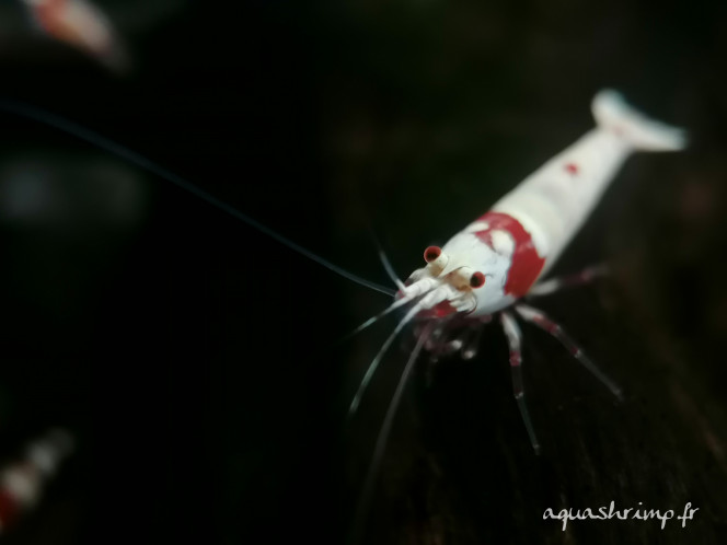 Photographie du post de Anthony55300 