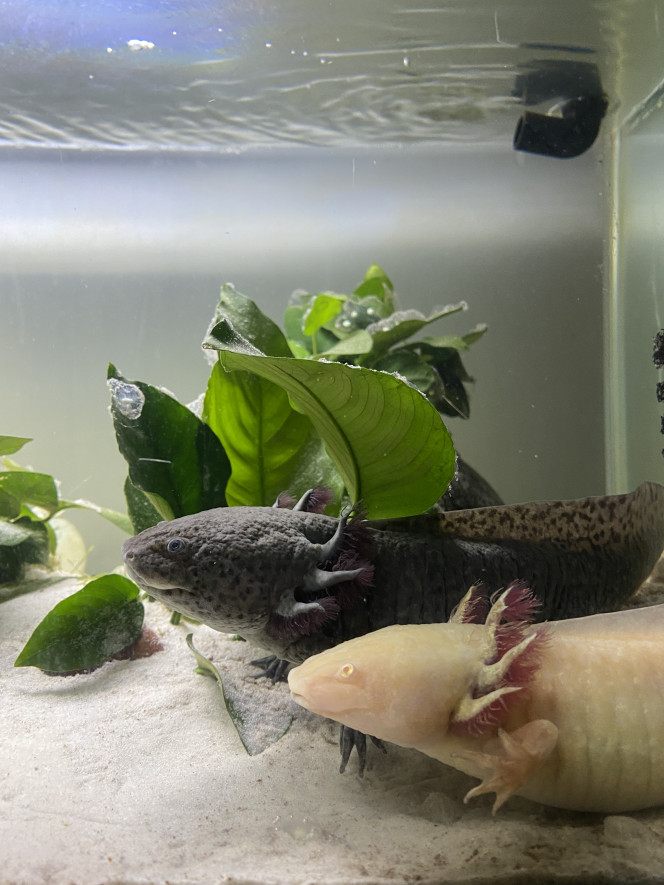 Nourrir de jeunes axolotls entre 4 et 6 mois, sur le forum de discussions  FishFish Aquarium et Aquariophilie