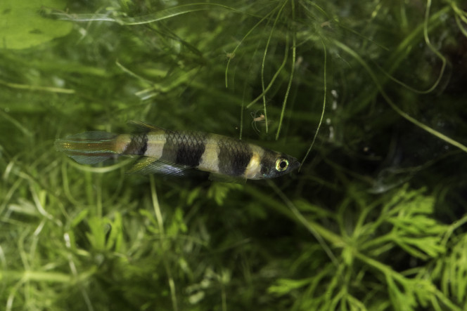 Pseudepiplatys annulatus Merveilleux petit killi