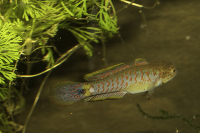 tateurdina 