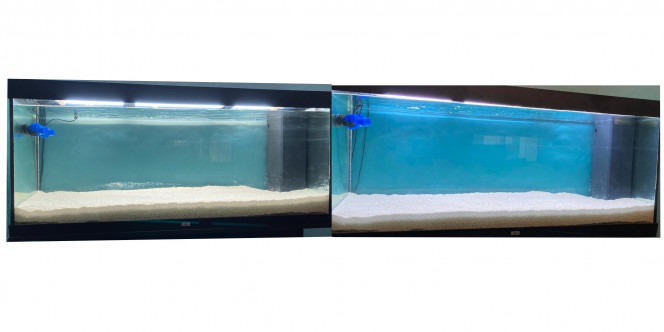 Changement éclairage j'ai enfin reçu les tubes de remplacement, pour l'instant j'ai installé les 4 tubes blancs, je dois encore installer 2 tubes blue , j'ai fait un photo montage entre l'ancien éclairage et le nouveau, la photo rend l'image mat mais c'est pas si mal, ça ne vaudra jamais une bonne rampe led, mais toute façon la première année il vaut mieux y aller tranquille avec l'éclairage, sous peine de voir les algues envahir le tout, 
pour l'instant aucun éclairage.