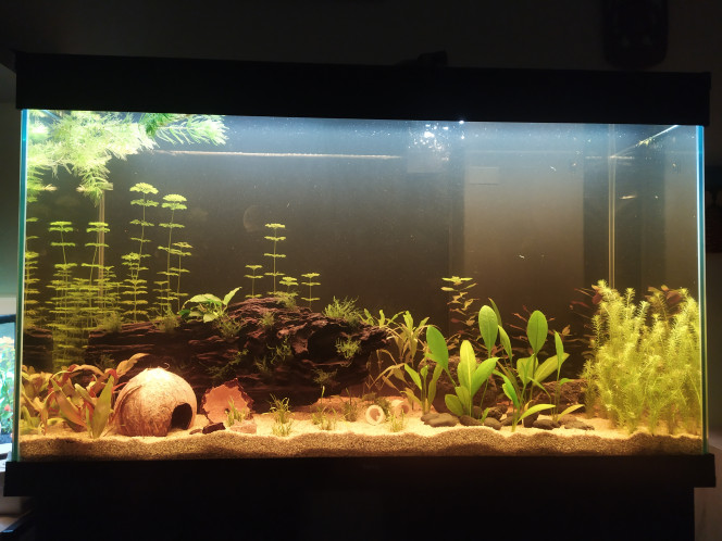 Photographie du post de Aquariophilie34 