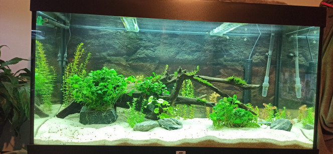 Plantation en cours La racine a été déplacée . Elle est garnie d'Anubias Barteri et de X-Moss. Les autres plantes proviennent à 80 % du 350L Scalaires qui a été vidé et nettoyé en vue d'être vendu : Nymphoides, Rotala Rotundifolia, Bacopa Monnieri, Cryptocorynes Wendtii et Beckettii, Egeria Densa et Limnophila Sessiliflora. Toutes sont des boutures ou des rejets.
Les 20 % restants sont 2 Rotala sp. Grün et 2 Rotala Vietnam H'Ra vertes pour le moment.