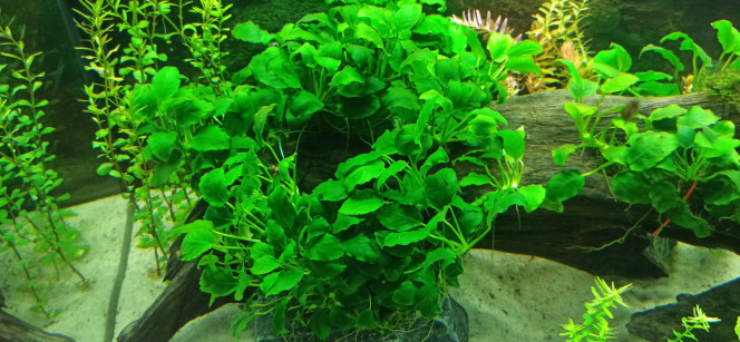 Anubias mères 