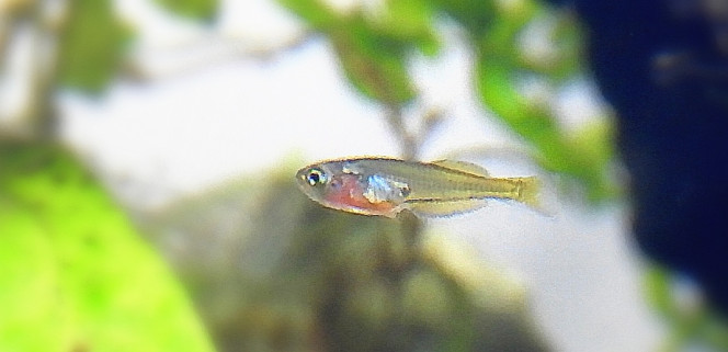 L'alevin Il s'étoffe doucement et je trouve qu'il ressemble un peu à un danio perlé, en sachant qu'il y en avait dans le bac de l'animalerie dans lequel était la plante (pas en âge de reproduire normalement mais!). Il a un peu plus de 3 semaines maintenant. 
Bon en tout cas c'est galère d'avoir un seul alevin car je pourris l'aqua avec la nourriture, le dosage n'étant pas évident pour un seul microbe et que j'en distribue vraiment fréquemment ! Je touche du bois, je n'ai ni nitrate non nitrite pour l'instant mais des algues qui apparaissent  A cette âge là, combien de fois vous nourrissez? J'ai arrêté le nobilfluid peu a peu et suis passé à 100% de NovoTom.
