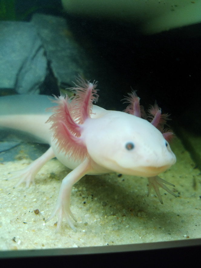 Galaxy après son repas. Notre petite Galaxy aux yeux bleus après son petit repas.
Trop mignonne.