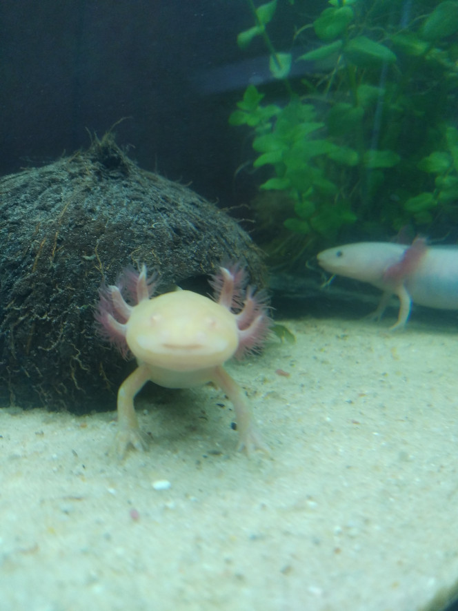 Yoshi après son repas. Notre petit Yoshi après son repas.
Trop mignon.