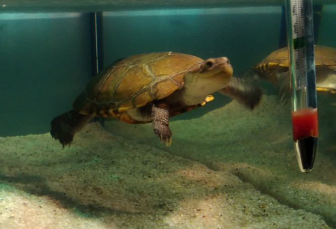 Kog au tout début Malheureusement infectée par une mycose à l'animalerie, on peut voir les tâches sombres sur sa carapace. Elle suit depuis un mois un traitement indiqué par un vétérinaire (un à 2 bains par jour de 10min) avec du vert de malachite dilué dans l'eau afin de détruire la propagation de la mycose et permettre de soigner sa carapace.