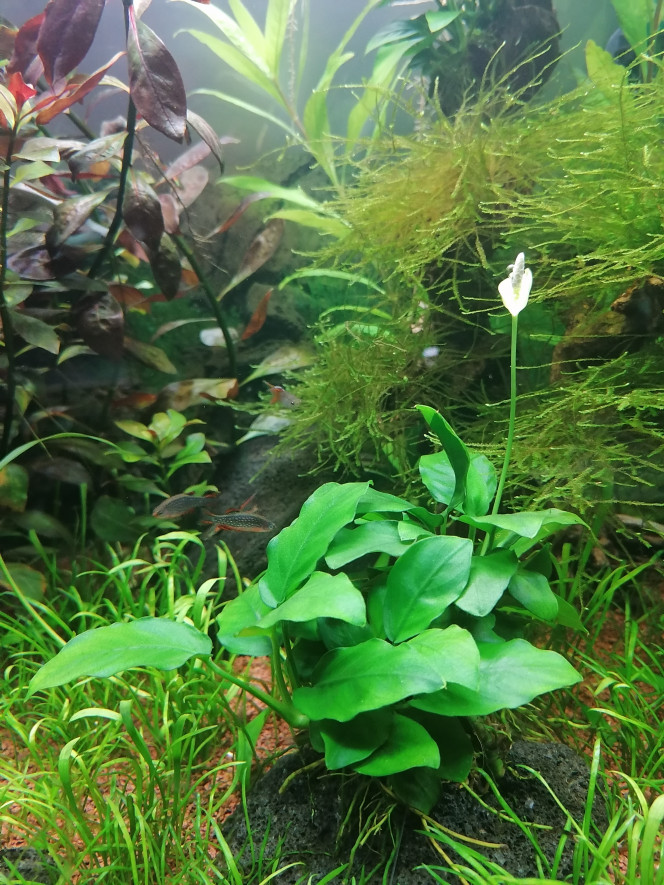 Floraison de mon Anubias Nana 