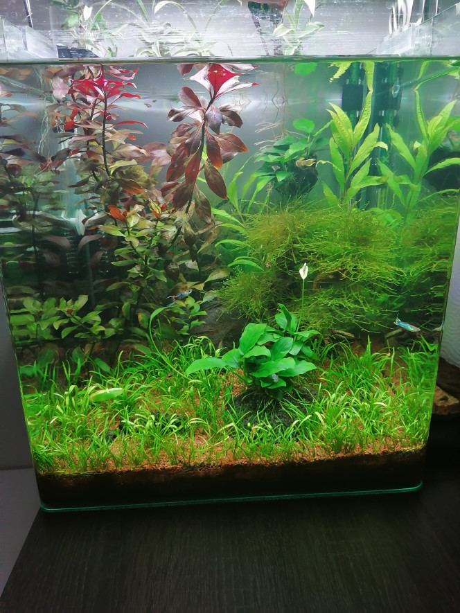 Nano Tank 60 litres 