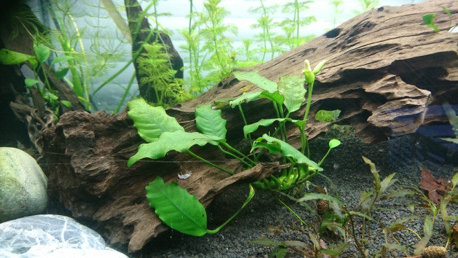 Ils sont arrivés :) 