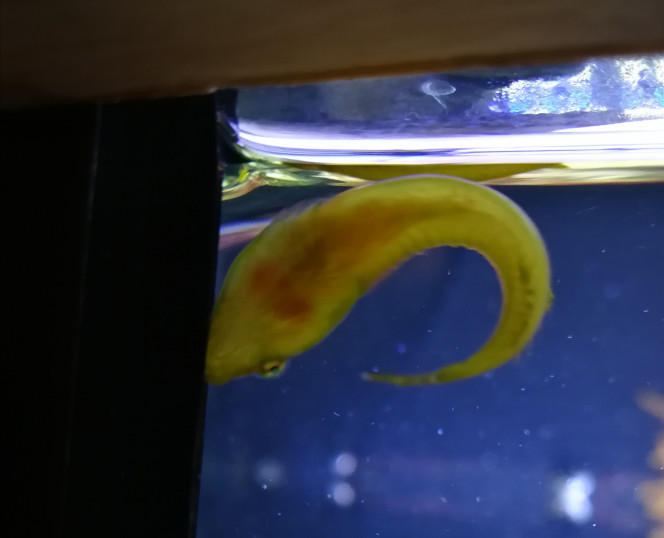 Poisson porte écuelle Il y avait deux mois que je l'avais pas vu?, dommage j'en est qu'un