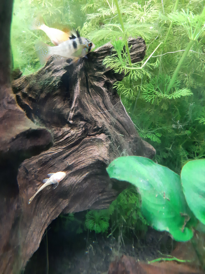 Aquarium de salon : le gold, c'est joli aussi Petite photo de mon ancistrus gold, avec en bonus, le couple de ramirezi (1 gold et 1 normal), je me demande quel genre d'hybridation ça peut donner.
