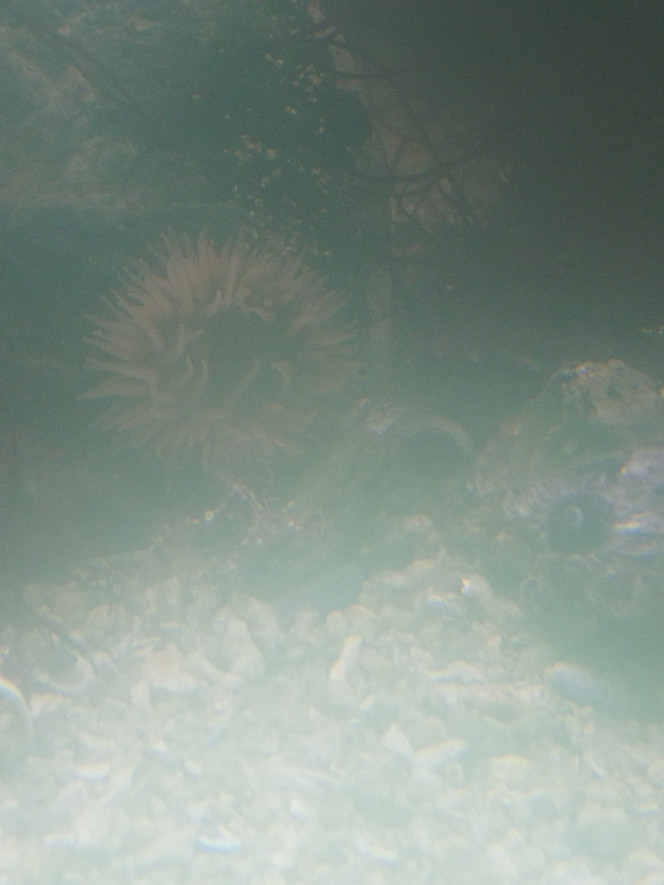 Après les algues brunes sont arrivés les algues vertes la part contre on voyait plus a travers l'aquarium. Mais il commençait à avoir une proportion logique entre les nitrates et les nitrites. Donc j'ai mis 70 huître dans le premier bac de la decante, j'ai rempli le deuxième de sable pour les bactérie anaérobies, le troisième avec écumer, le quatrième j'ai mis de la grosse pouzzolane pour fosse septique, le cinquième est pris par une pompe indépendante sur filtration au charbon, que j'ai fait fonctionner pendant quinze jours (je m'en suis pas servi depuis) et le sixième par de la chaétomorpha