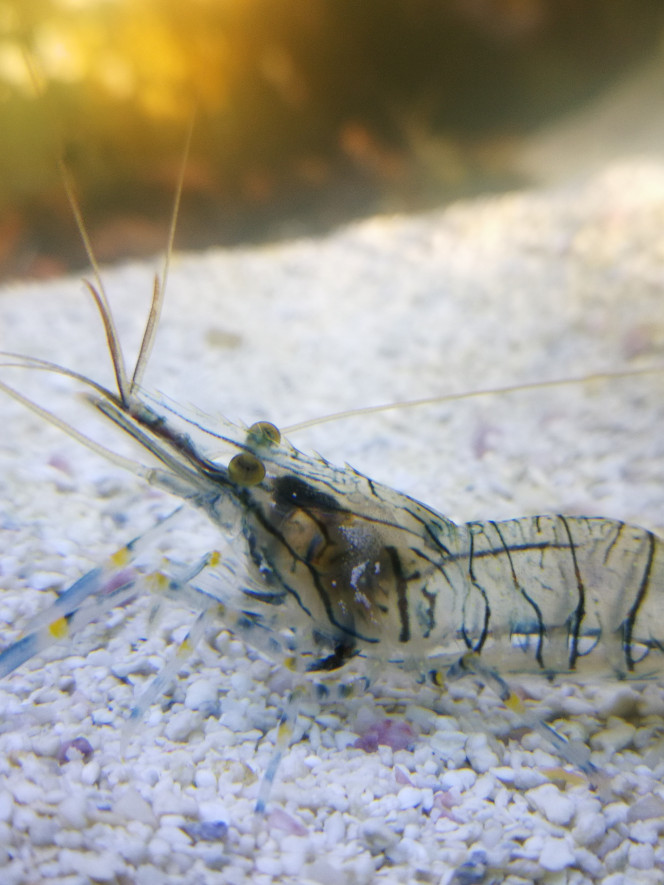  Donc maintenant que l'aquarium tourne correct on introduit les bêbêtes dans l'ordre d'abort par taille et par fonction du plus petit au plus grand. D'abort les bouquets j'en est mis un bon 100