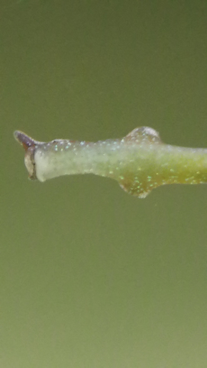  Des elysia verte, très magique comme petites bêtes,