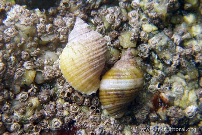  Attention ne pas mettre ce coquillage nucella lapillus, prédateur il percé les coquillages