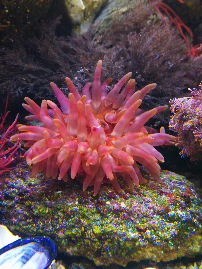  Anémone fraise la plus impressionnante celle ci fait plus de 10 cm de diamètre, pra contre elle est plus facile à placer elle ne se déplace pas trop