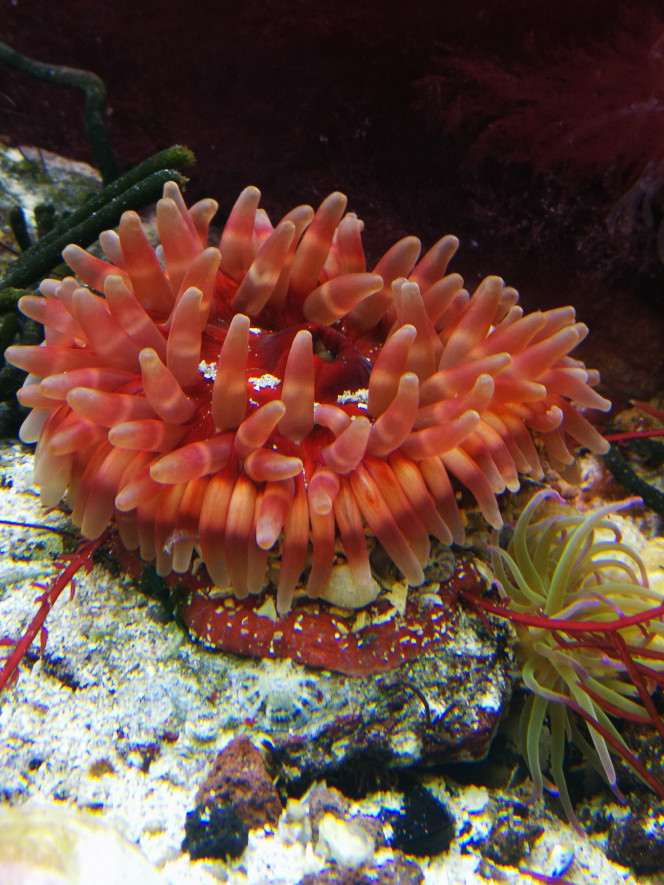  Anémone fraise la plus impressionnante celle ci fait plus de 10 cm de diamètre, pra contre elle est plus facile à placer elle ne se déplace pas trop