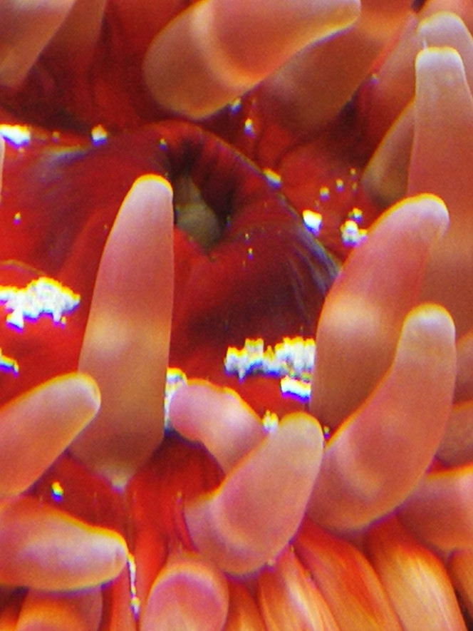  Anémone fraise la plus impressionnante celle ci fait plus de 10 cm de diamètre, pra contre elle est plus facile à placer elle ne se déplace pas trop