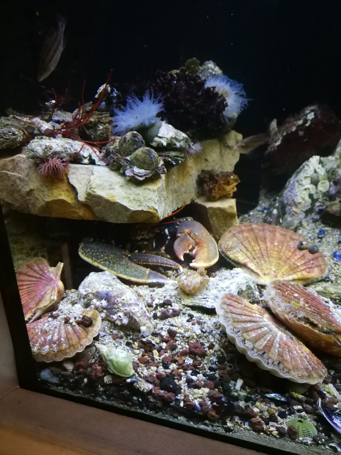  J'y ai mis aussi 5 coquille Saint jacque, elle sont magnifique en couleur, très drôle à observer quand elles se deplacent. Pareille elle vont ou elle veulent. A achetée le matin de bonne heure sur le marché, celles vendu en grande surface meurt