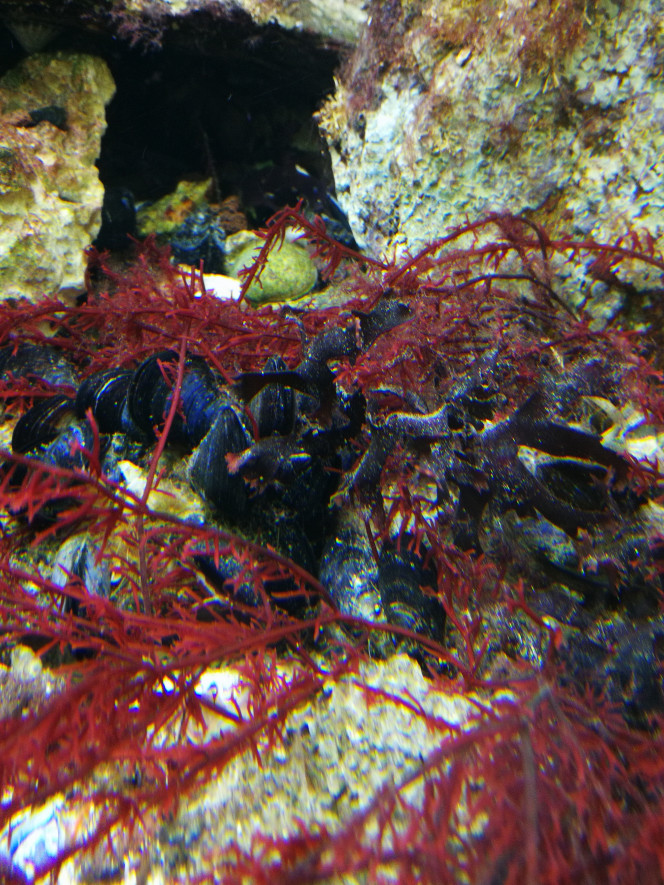  Pour les moules, moi celles achetées dans le commerce ne survivent pas. 'en prends des sauvages,elles sont plus solide et ne meurt pas, petites et attaché ensemble. Elle servent à l' authenticité du visuel, entre les pierre elles se fixe et attache les pierres ensemble, ça sert de colle lol.