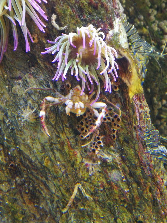  Celle ci est la même mais cultive l'eponge. Elle se sert de l'anemone pour ce protégé. En parlant d'anemone je pensais que les anémone allait capturé des petit poisson ou des bouquet mais non aucun danger c'est plutôt le contraire les poisson viennent leur volé la nourriture que je leurs donne