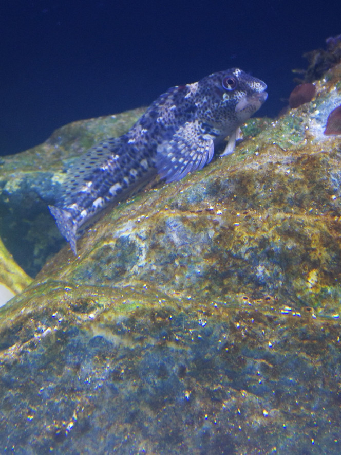  Les poissons maintenant, d'abord ceux de fond. Les blennies poissons qui s'apprivoise facilement, très curieux. On la différencie d'avec le Gobi elle a qu'elle seule nageoire sur tt la longueur du dos le Gobi en a deux. Les miens se sont déjà reproduit le mâle fait un nid dans un coquillage ou entre deux pierre, et les femelles viennent y pondre, chacune leur tour, le mâle garde le nid en permanence. Évidement l'eau étant actuellement à 20 degré elle ponde en permanence, des que je vais mettre la climatisation pour descendre à 15 elle arrêteront de pondre je supose