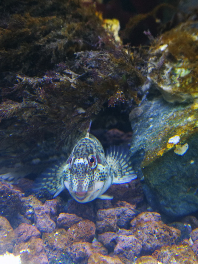  Les poissons maintenant, d'abord ceux de fond. Les blennies poissons qui s'apprivoise facilement, très curieux. On la différencie d'avec le Gobi elle a qu'elle seule nageoire sur tt la longueur du dos le Gobi en a deux. Les miens se sont déjà reproduit le mâle fait un nid dans un coquillage ou entre deux pierre, et les femelles viennent y pondre, chacune leur tour, le mâle garde le nid en permanence. Évidement l'eau étant actuellement à 20 degré elle ponde en permanence, des que je vais mettre la climatisation pour descendre à 15 elle arrêteront de pondre je supose