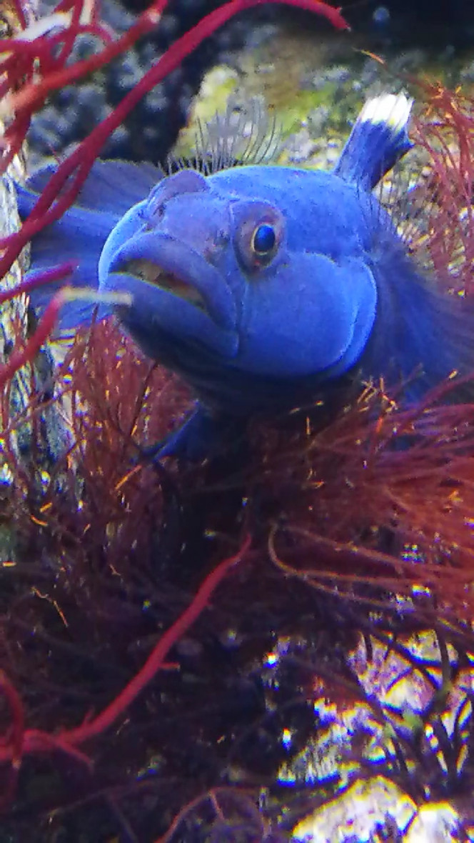  Gobi des sable mâle